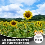 노란 물결 해바라기 꽃밭 개장 경주 보덕동 암곡리 와동마을 | 경주시 SNS 알리미 민윤희
