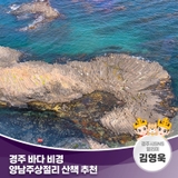 경주 바다 비경 양남주상절리 산책 추천 | 경주시 SNS 알리미 김영욱