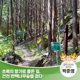 초록의 향기로 물든 길, 건천 편백나무숲을 걷다 | 경주시 SNS 알리미 박준영