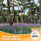 경주 여름 가볼 만한 곳_황성공원 맥문동 꽃밭 | 경주시 SNS 알리미 김희자