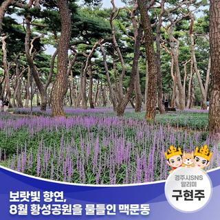 보랏빛 향연, 8월 황성공원을 물들인 맥문동 | 경주시 SNS 알리미 구현주