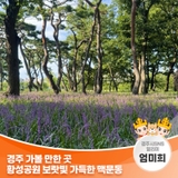 경주 가볼 만한 곳 황성공원 보랏빛 가득한 맥문동 | 경주시 SNS 알리미 엄미희