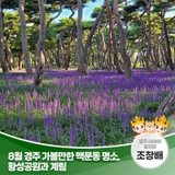 8월 경주 가볼 만한 맥문동 명소, 황성공원과 계림 | 경주시 SNS 알리미 조창배