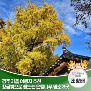 경주 가을 여행지 추천 황금빛으로 물드는 은행나무 명소 3곳 | 경주시 SNS 알리미 조창배