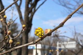경산 명소 남매지 봄꽃 구경하러 오세요~