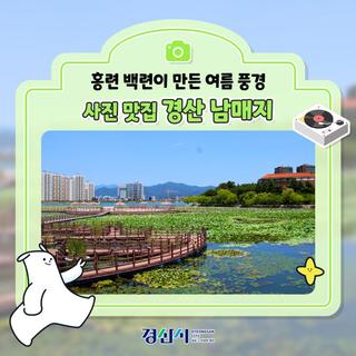 홍련 백련이 만든 여름 풍경! 사진 맛집 경산 남매지!✨