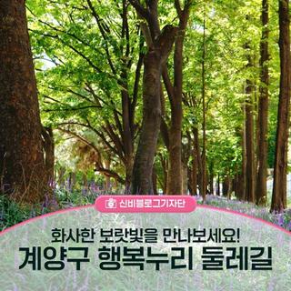 화사한 보랏빛을 만나보세요! 계양구 행복누리 둘레길