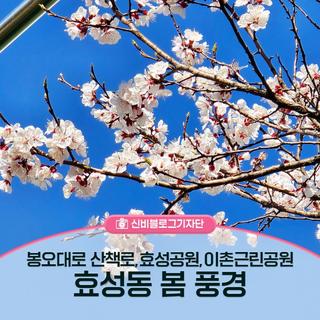 효성동 '봉오대로 산책로', '효성공원', '이촌근린공원'의 봄 풍경