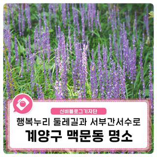 계양구 맥문동 명소, 행복누리 둘레길과 서부간선수로