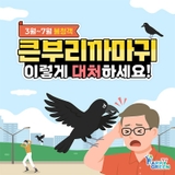 큰부리까마귀 이렇게 대처하세요!