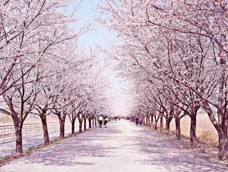 4월 6일에 하남시 벚꽃 명소 놀러오세요! 2025 하남 봄봄 문화축제