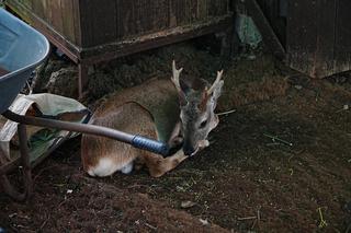 이럇~! 어라라 말이 아니네 <노루생태관찰원>