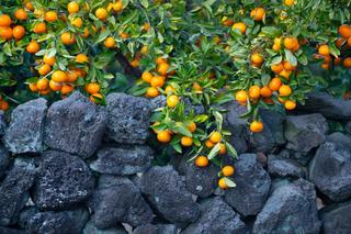 2024 제주국제감귤박람회가 13일부터 17일까지 열려요!