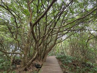 제주도의 신성한 숲 서귀포시 대정에 위치한 곶자왈도립공원
