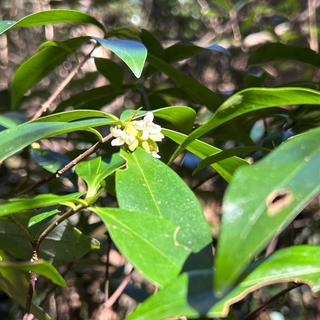 곶자왈의 봄을 알리는 전령사 제주 백서향