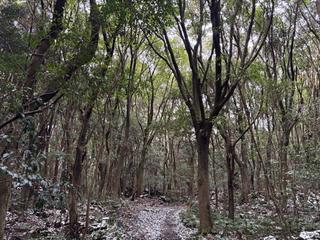 제주도 겨울 숲길 추천 제주시 조천읍 동백동산