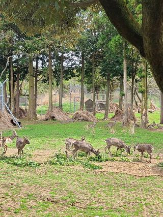 제주 가족 여행 추천 코스! 자연과 교감하는 노루생태관찰원