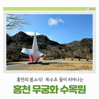 [홍천 가볼만한곳] 홍천의 봄소식! 복수초 꽃이 피어나는 홍천 무궁화 수목원에 다녀왔어요