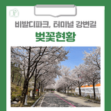 [홍천 가볼만한곳] 비발디파크, 홍천터미널 강변길 벚꽃현황 안내드립니다!