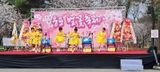 봄의 전령 '제7회 웅포벚꽃축제' 성공적으로 마쳐