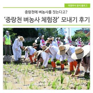 '중랑천 벼농사 체험장' 모내기 후기