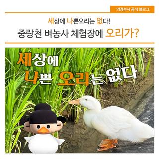 세상에 나쁜 오리는 없다! 중랑천 벼농사 체험장에 오리가?
