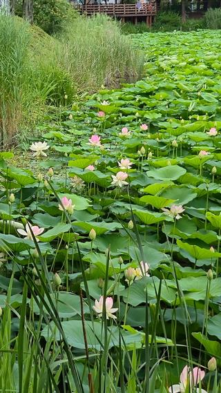 화성 연꽃 명소 봉담호수공원! 물놀이와 강아지 산책까지 가능한 여름 나들이