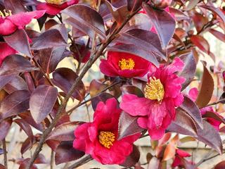 [해랑] 해운대 동백꽃 벡스코 역 동백광장 숲에 동백꽃이 피었습니다.