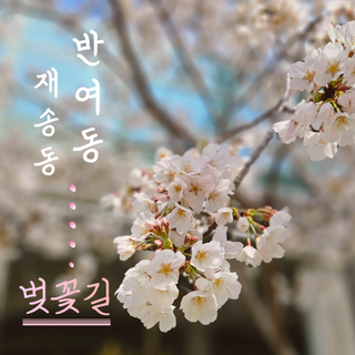 [해랑]우리 동네 숨은 벚꽃 명소,해운대구 재송동 반여동 벚꽃길