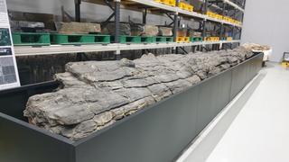 국내 최초 천연기념물 나무화석! 포항 금광리 신생대 나무화석