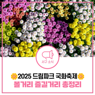 2025 인천 국화축제 일정부터 볼거리까지 알아보기! 드림파크 야생화단지로 떠나요
