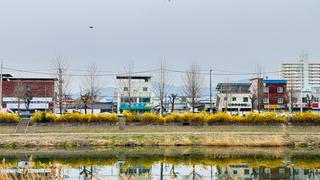 거창의 봄, 벚꽃 명소와 함께 즐기는 힐링 여행 - 박다정 기자