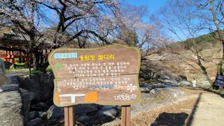 벚꽃명소 쌀다리 풍경----배인주 기자