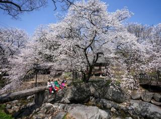 벚꽃이 아름다운 계절이죠. 다음 달부터 거창군 주요 관광시설 휴무일을 분산 운영해요 - 조연우 기자