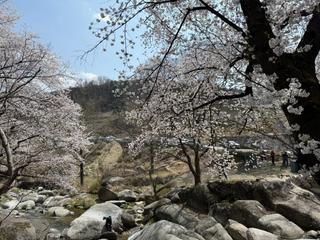 거창벚꽃명소 쌀다리에서 - 한희영 기자