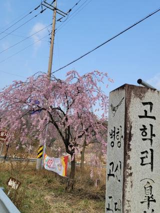 [거창군] 거창 벚꽃 여행 "용원정 쌀다리" - 김경자 기자