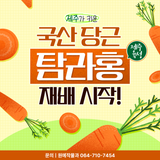 씨앗부터 제주가 키운 국산 당근, ‘탐라홍’의 첫걸음