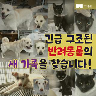 긴급 구조된 반려동물의 새 가족을 찾습니다!