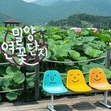 7월 가볼만한곳 밀양 연꽃단지 연꽃 개화