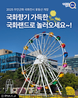 2025 무안군화 국화전시 꽃동산 개장!