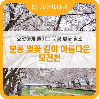 문경 벚꽃 명소 , 모전천은 지금 분홍 팝콘 터트리는중