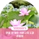 문경 연꽃 , 문경 현리마을 연꽃 만개한 석문구곡 2경 주암정 운치 있네