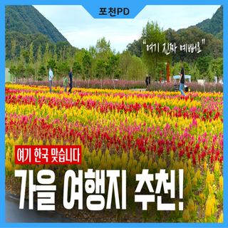 가을에 놓치지 말아야 할 꽃 여행지 추천!ㅣ2025 포천 한탄강 가든페스타