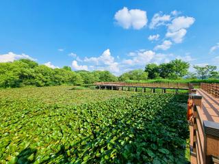녹색으로 가득해진 탑정호수변생태공원 연꽃원