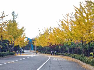 논산 단풍 명소, 논산 건양대학교 은행나무 길