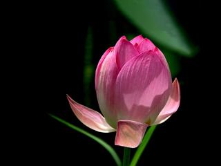 논산 상월 술골 마을에 피어나는 아름다운 연꽃