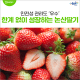 한계 없이 성장하는 논산딸기.. 안전성 관리도 ‘우수’
