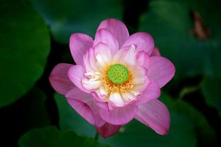 논산 광석면에서 새롭게 발견한 신당리 연꽃지