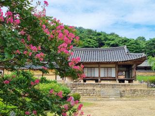 여름 명재고택의 매력, 배롱나무꽃