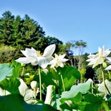 남양주 봉선사에 연꽃이 활짝 피었습니다! (봉선사 연꽃축제 D-7)